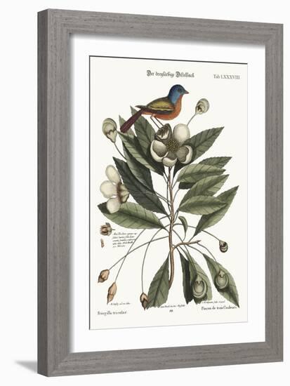 The Painted Finch, 1749-73-Mark Catesby-Framed Giclee Print