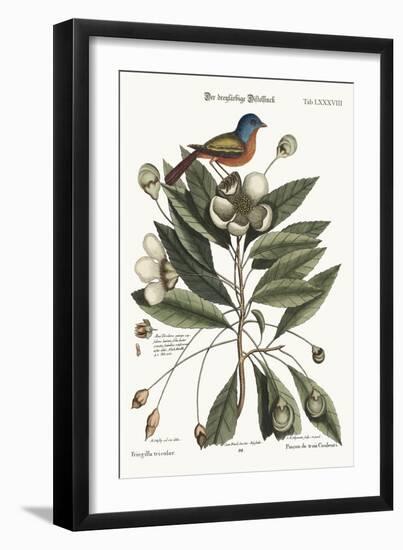 The Painted Finch, 1749-73-Mark Catesby-Framed Giclee Print