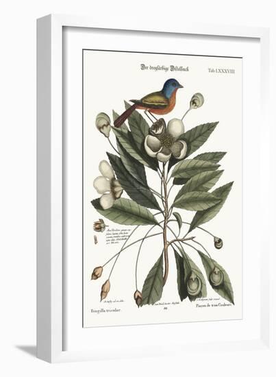 The Painted Finch, 1749-73-Mark Catesby-Framed Giclee Print