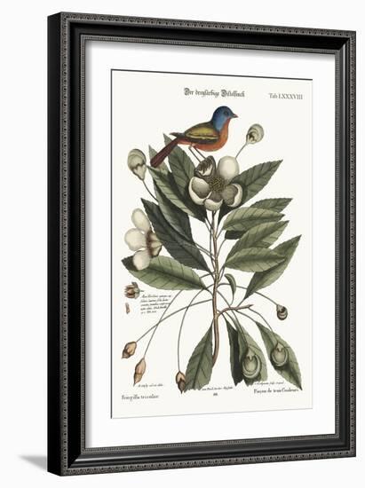 The Painted Finch, 1749-73-Mark Catesby-Framed Giclee Print