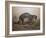 The Painted Ocelot (Felis Picta), C.1850-Joseph Wolf-Framed Giclee Print