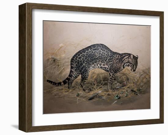 The Painted Ocelot (Felis Picta), C.1850-Joseph Wolf-Framed Giclee Print