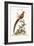 The Painted Pheasant from China, 1749-73-George Edwards-Framed Giclee Print