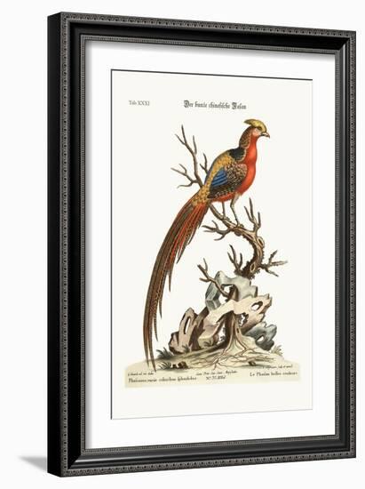 The Painted Pheasant from China, 1749-73-George Edwards-Framed Giclee Print