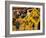 The Palio, Standard Bearers of the Aquila (Eagle) Contrada, Siena, Tuscany, Italy, Europe-Ruth Tomlinson-Framed Photographic Print