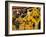 The Palio, Standard Bearers of the Aquila (Eagle) Contrada, Siena, Tuscany, Italy, Europe-Ruth Tomlinson-Framed Photographic Print