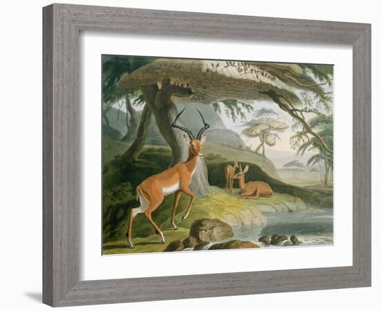 The Pallah, Plate 9 from 'African Scenery and Animals', Engraved by the Artist, 1804-Samuel Daniell-Framed Giclee Print