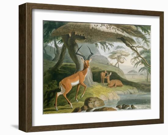 The Pallah, Plate 9 from 'African Scenery and Animals', Engraved by the Artist, 1804-Samuel Daniell-Framed Giclee Print