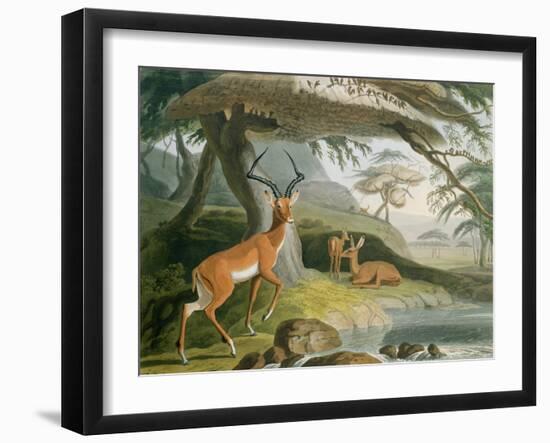 The Pallah, Plate 9 from 'African Scenery and Animals', Engraved by the Artist, 1804-Samuel Daniell-Framed Giclee Print