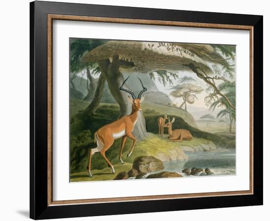 The Pallah, Plate 9 from 'African Scenery and Animals', Engraved by the Artist, 1804-Samuel Daniell-Framed Giclee Print