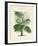 The Palm House I-The Vintage Collection-Framed Giclee Print