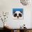 The Panda Bear-Lucia Stewart-Giclee Print displayed on a wall