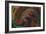 The Pangolin-Rabi Khan-Framed Art Print