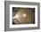 The Pantheon-Stefano Amantini-Framed Photographic Print