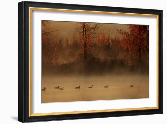 The Parade Of Geese-Andre Villeneuve-Framed Photographic Print