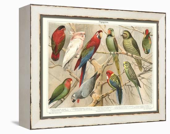 The Parrot Family-null-Framed Stretched Canvas