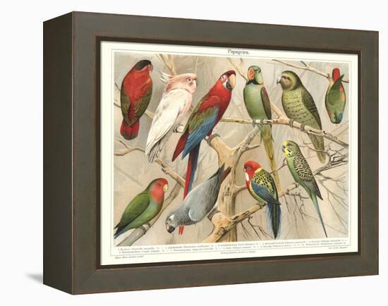 The Parrot Family-null-Framed Stretched Canvas