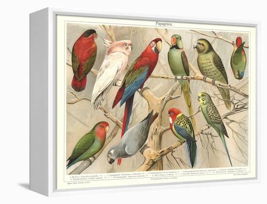 The Parrot Family-null-Framed Stretched Canvas