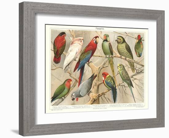 The Parrot Family-null-Framed Art Print