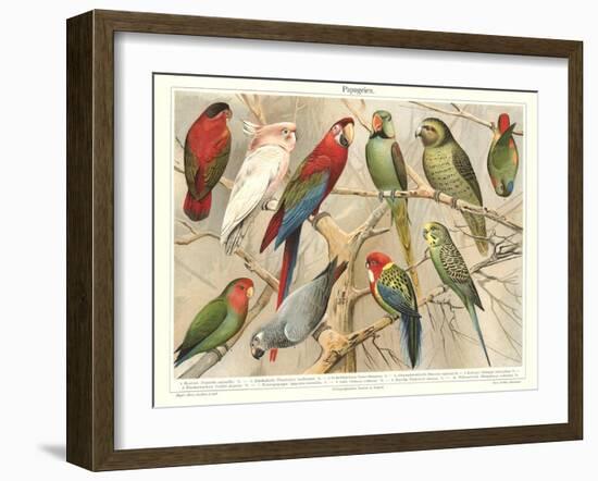 The Parrot Family-null-Framed Art Print