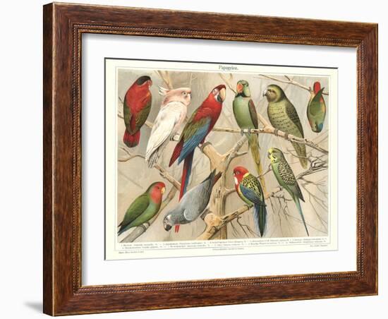 The Parrot Family-null-Framed Art Print