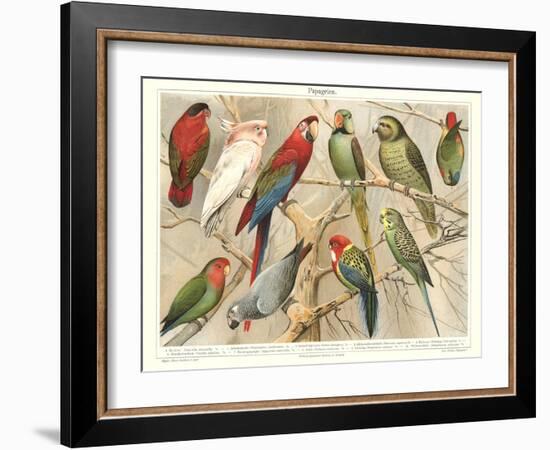 The Parrot Family-null-Framed Art Print