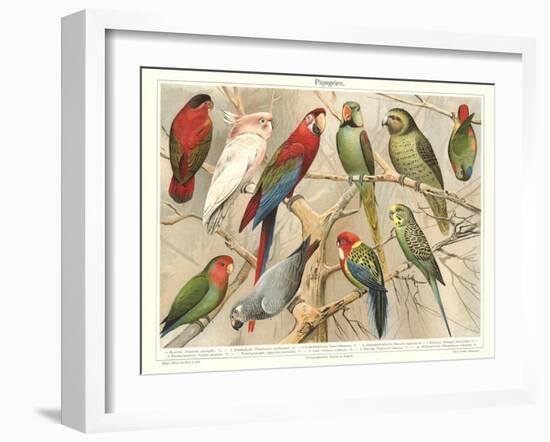 The Parrot Family-null-Framed Art Print