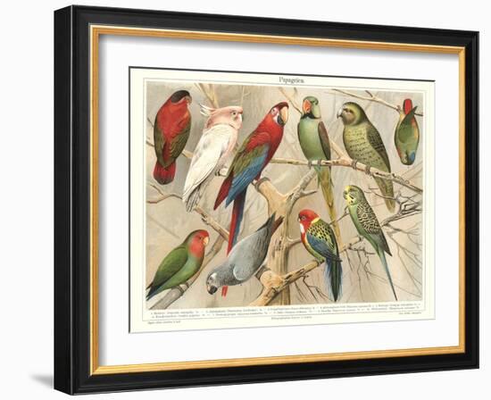 The Parrot Family-null-Framed Art Print