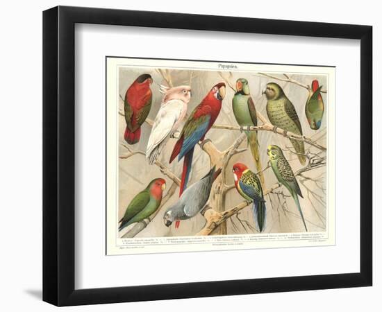 The Parrot Family-null-Framed Premium Giclee Print