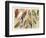 The Parrot Family-null-Framed Premium Giclee Print