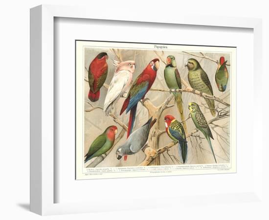 The Parrot Family-null-Framed Premium Giclee Print