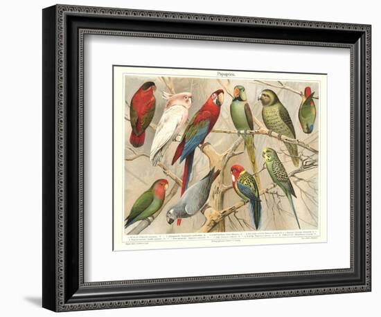 The Parrot Family-null-Framed Premium Giclee Print