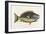 The Parrot Fish-Mark Catesby-Framed Giclee Print