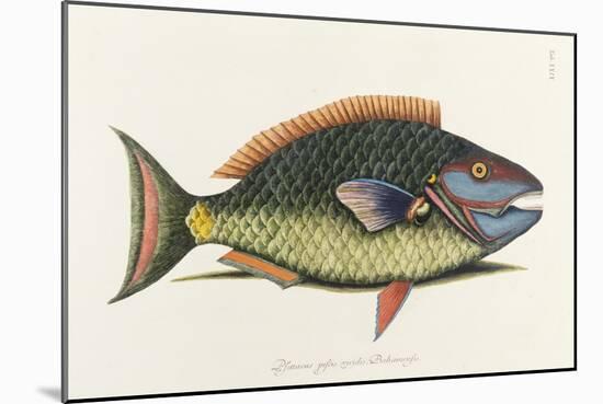 The Parrot Fish-Mark Catesby-Mounted Giclee Print