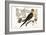 The Parrot of Carolina, 1749-73-Mark Catesby-Framed Giclee Print