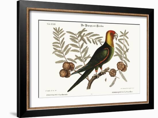 The Parrot of Carolina, 1749-73-Mark Catesby-Framed Giclee Print