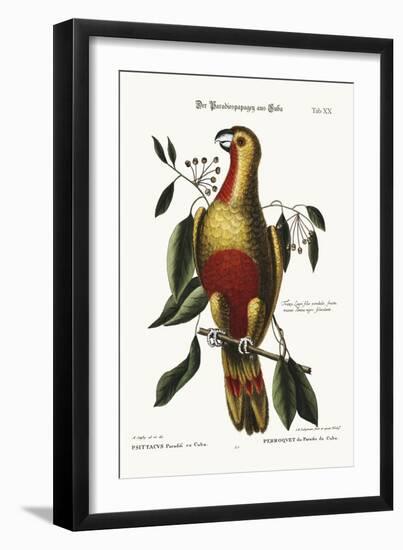 The Parrot of Paradise of Cuba, 1749-73-Mark Catesby-Framed Giclee Print