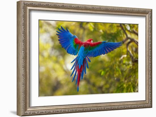 The Parrot-Art Wolfe-Framed Photographic Print