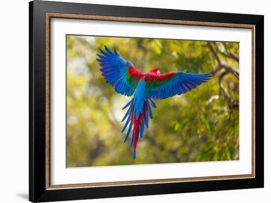 The Parrot-Art Wolfe-Framed Photographic Print