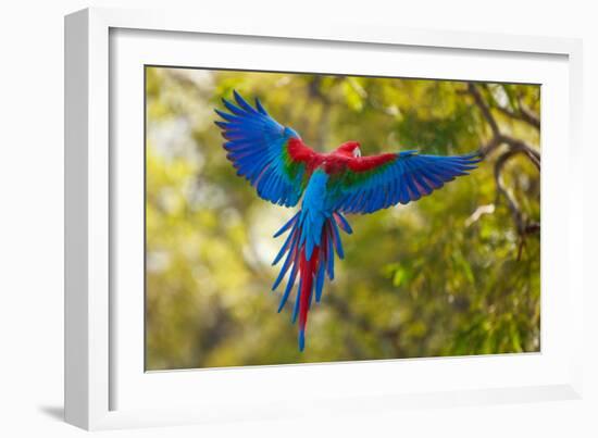 The Parrot-Art Wolfe-Framed Photographic Print
