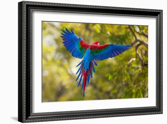 The Parrot-Art Wolfe-Framed Photographic Print