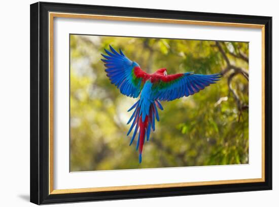 The Parrot-Art Wolfe-Framed Photographic Print