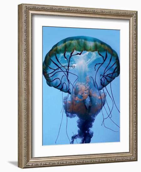 The Parts of a Jelly-Robin Wechsler-Framed Photographic Print