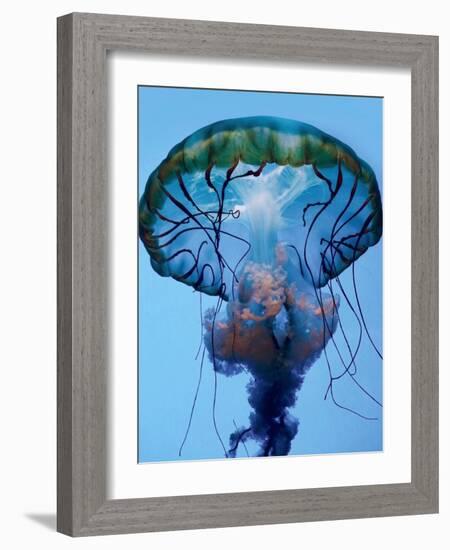 The Parts of a Jelly-Robin Wechsler-Framed Photographic Print