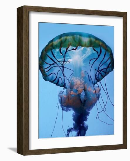 The Parts of a Jelly-Robin Wechsler-Framed Photographic Print