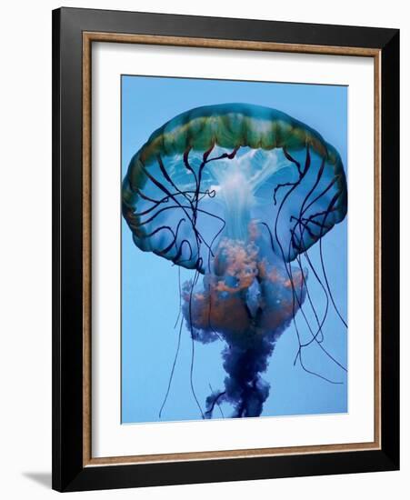 The Parts of a Jelly-Robin Wechsler-Framed Photographic Print