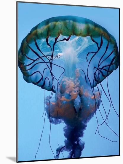 The Parts of a Jelly-Robin Wechsler-Mounted Photographic Print