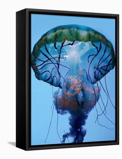 The Parts of a Jelly-Robin Wechsler-Framed Premier Image Canvas