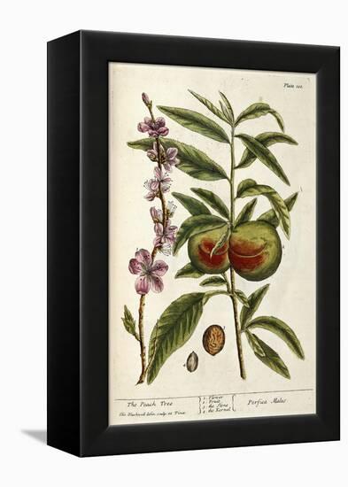 The Peach Tree-Elizabeth Blackwell-Framed Premier Image Canvas