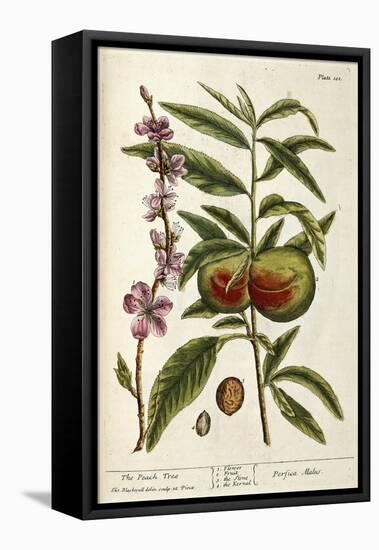 The Peach Tree-Elizabeth Blackwell-Framed Premier Image Canvas